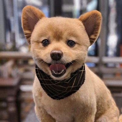 Animal Care Hospital of Walnut Creek