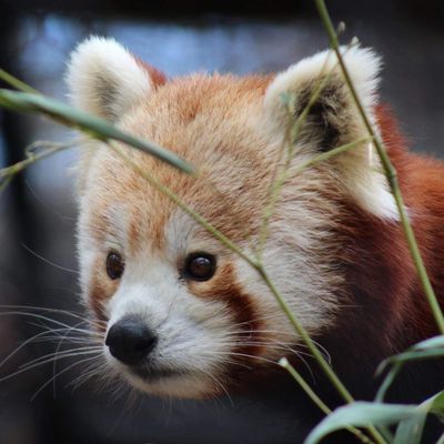 Brandywine Zoo