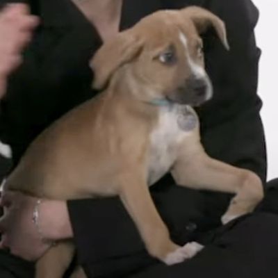 BuzzFeed Puppies
