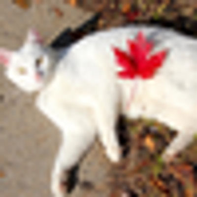 CanadianStuff