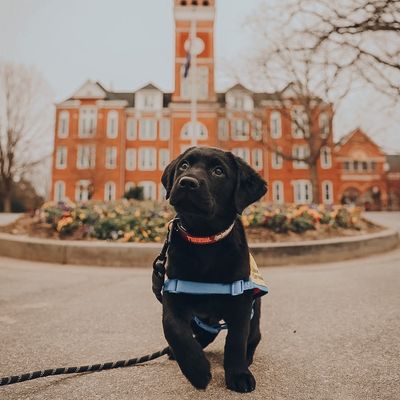 Clemson—Canine Companions ®️
