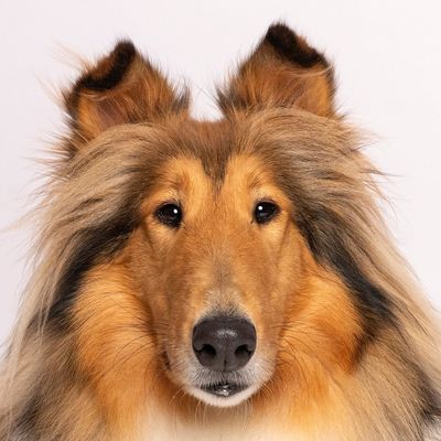 Reveille X