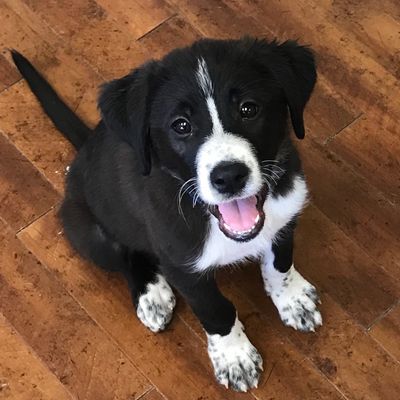 North Meck Animal Rescue