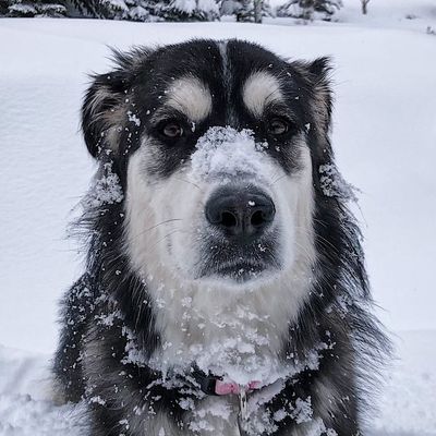 Koda | Malamute Pyrenees Mix