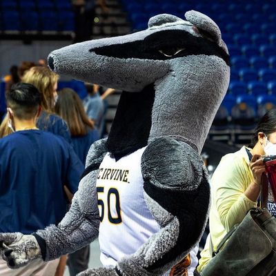 Peter The Anteater™