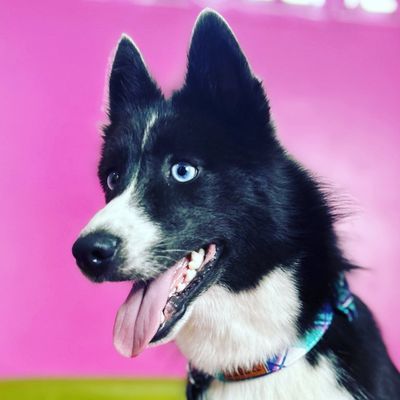 Tux the Blue Pomsky