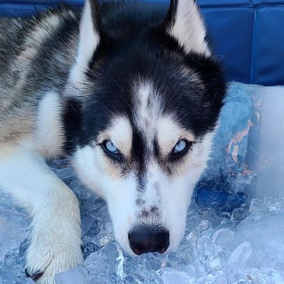 Teyla 💜 Siberian Husky