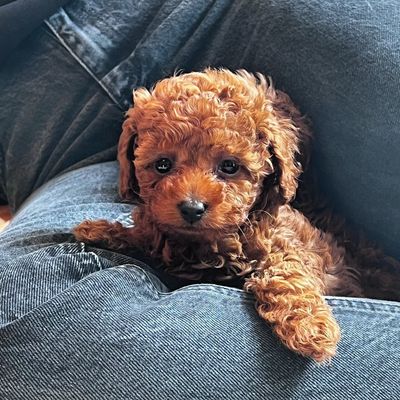 ALFIE’s KINGDOM 👑🍪🐾 RED TOY POODLE