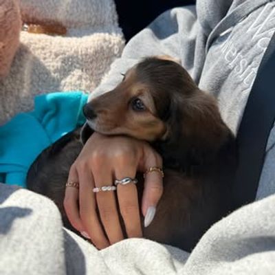 Bear the Miniature Dachshund 🧸🐾