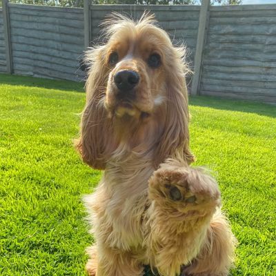 Barley The Cocker Spaniel🐾