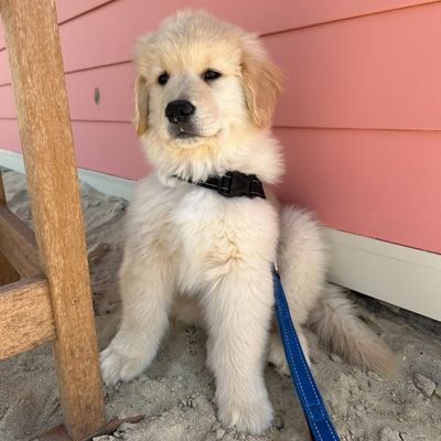 Duke The Golden