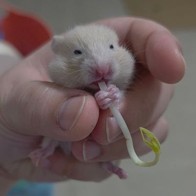 Hamster Baby