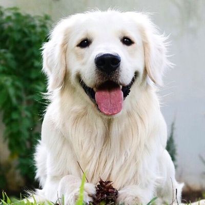 Mike 🐶