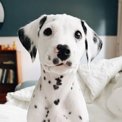 MINNOW THE DALMATIAN