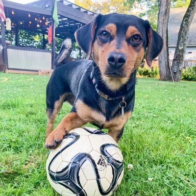 Ronaldo The Football Dog