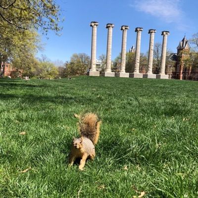 mizzou squirrels