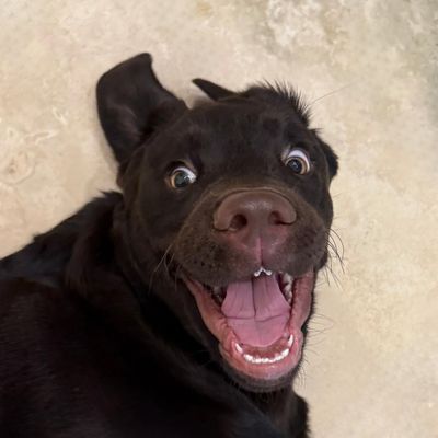 Chip The Chocolate Lab