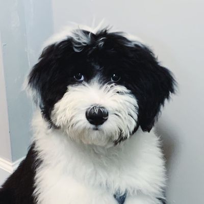 Mac Miller the Sheepadoodle