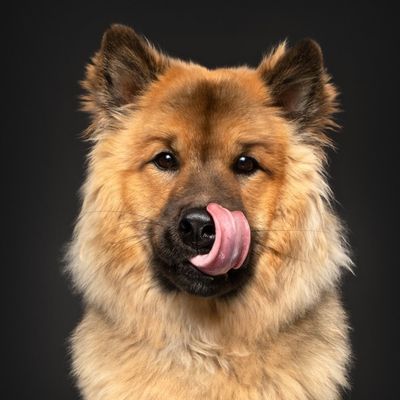 Tsuki the Eurasier