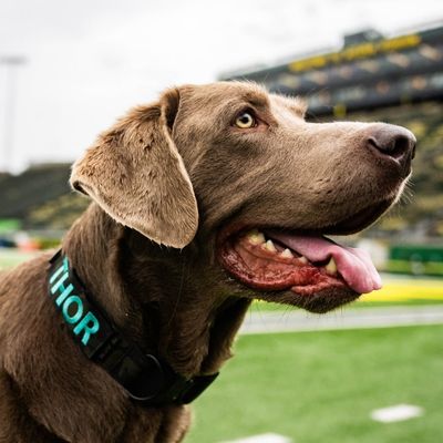 K9 Thor