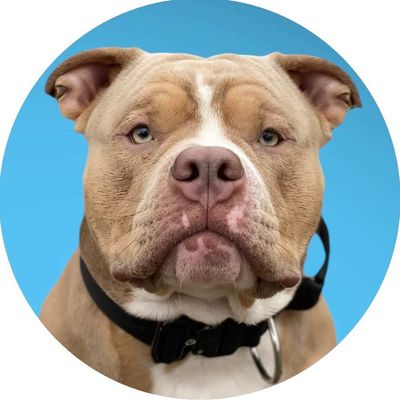 Zion | The pocket Bully