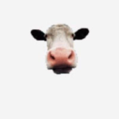 MooMooRevolution