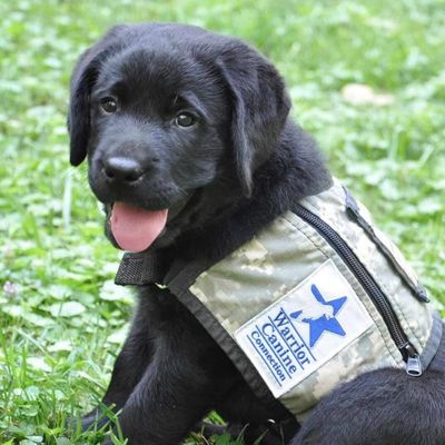 Warrior Canine Connection