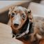 Miniature Dachshund named ilee