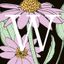 Wildflower Tea & Apothecary
