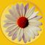 Daisy Chain Fields