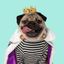 Doug the Pug