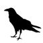 The Raven Reports
