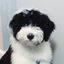 Mac Miller the Sheepadoodle