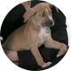 BuzzFeed Puppies