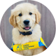 Canine Companions