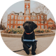 Clemson—Canine Companions ®️