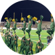 CSU Cheerleading