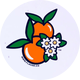 FLAVAR | 𝐅𝐋𝐎𝐑𝐈𝐃𝐀 𝐕𝐀𝐑𝐈𝐄𝐓𝐘 🍊