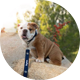 Jack the Bulldog