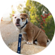 Georgetown's Jack the Bulldog