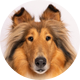 Reveille X