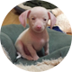 Piglet deaf blind pink puppy