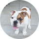 U of R Bulldog Athletics