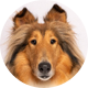 Reveille X