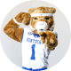 The Kentucky Wildcat