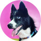 Tux the Blue Pomsky