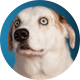 WeRateDogs