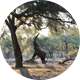 Chiawa Safaris