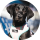 Diamond the Bat Dog