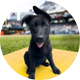 Pirates Pup